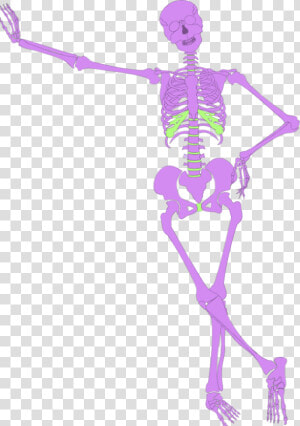 Human Skeleton Outline   Human Skeleton  HD Png Download