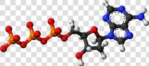 Deoxyadenosine Triphosphate Anion 3d Balls   Adenosine Triphosphate 3d Model  HD Png Download