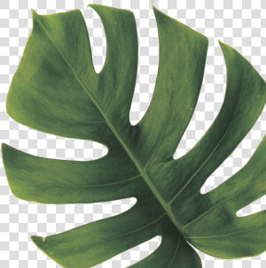 Monstera Deliciosa   Png Download   Monstera Deliciosa Leaf Png  Transparent Png