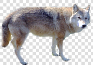 Grab And Download Wolf High Quality Png   Png Wolf  Transparent Png