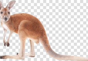 Kangaroo Png Transparent Images   Kangaroo Png  Png Download