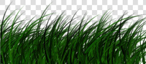 Free Download High Quality Grass Png Transparent Image   Portable Network Graphics  Png Download