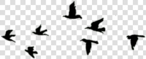 Overlay  Pajaros  And Png Image   Flock  Transparent Png