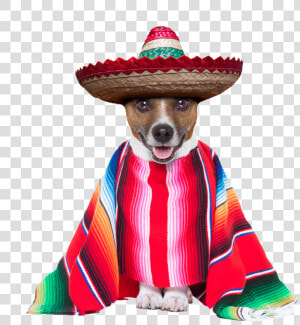 Dog Cinco De Mayo  HD Png Download