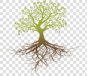 Root System Tree Oak   Tree With Roots Silhouette Png  Transparent Png