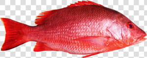 Red Snapper Fish  HD Png Download