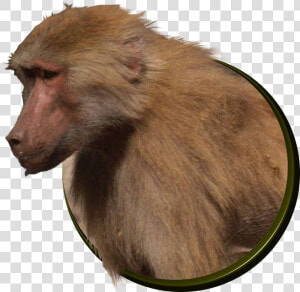 Baboon   Png Download  Transparent Png