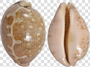 Mappa Cowrie Shell  HD Png Download