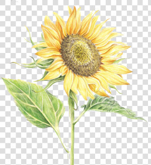 Common Sunflower Watercolor Painting  HD Png Download