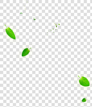 Leaf Green Euclidean Vector   Falling Tea Leaves Png  Transparent Png