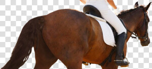 Equestrianism  HD Png Download