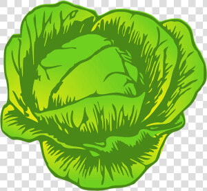 Cabbage Drawing   Cabbage Clipart  HD Png Download