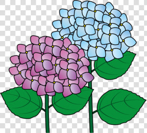 Hydrangea Clip Art Clipart   Hydrangea  HD Png Download