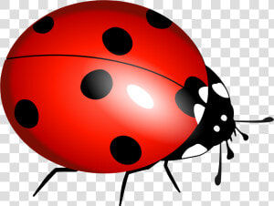 Ladybug Flying Panda Free   Ladybird Pictures To Print  HD Png Download