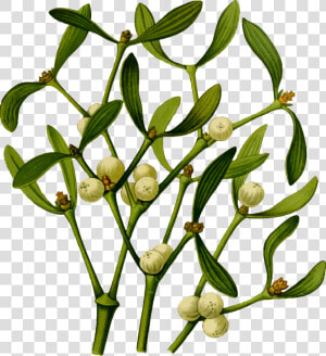 Plant flora commodity   Mistletoe  png  Transparent Png