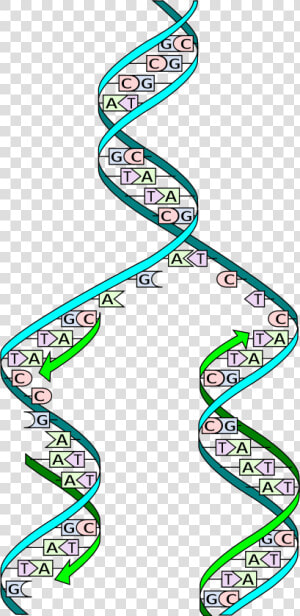 Dna Replication  HD Png Download