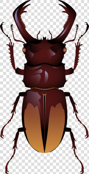 Beetle Png Clip Art   Stag Beetle Beetle Top View  Transparent Png