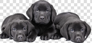 Three Cute Puppy Black Lab   Black Labrador Puppy Three  HD Png Download