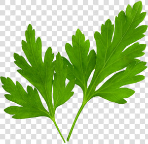 Hojas De Perejil Png   Png Download   Hoja De Cilantro Y Perejil  Transparent Png