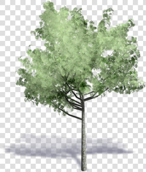 Axonometric Projection Autodesk Tree Archicad   Trees In Axonometric Png  Transparent Png