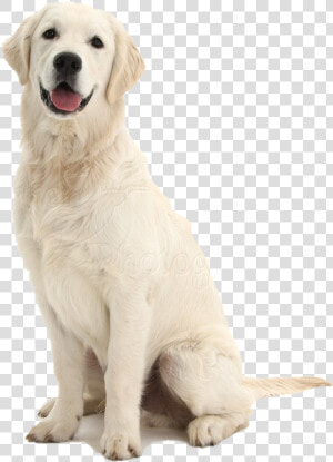 Dog Sitting Png File   Dog Sitting  Transparent Png