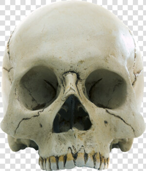 Forensic Anthropology  HD Png Download