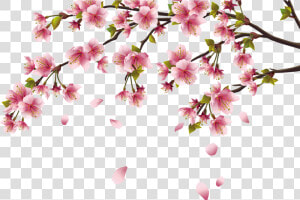 Peach Blossom Png   Cherry Blossom Png  Transparent Png