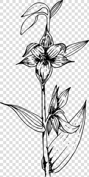 Orchids Png Black And White  Transparent Png