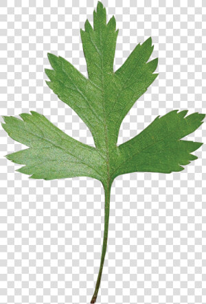 Parsley Hawthorn Leaf  HD Png Download