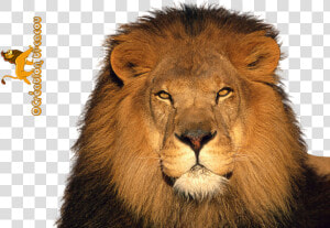 Lion Png Render   Lion Render  Transparent Png