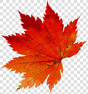 Autumn  Leaves  Color  Nature  Golden Autumn  Leaf   Maple Leaf  HD Png Download