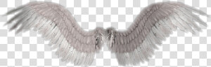 Angel Wings Png Transparent   Angel Wings No Background  Png Download