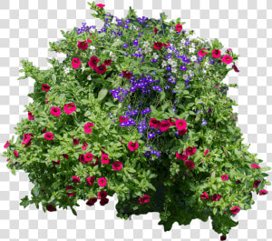  flowers And Bushes   hanging Flowers Png  Transparent Png