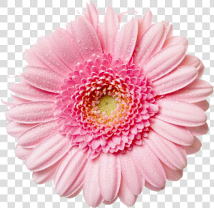 Gerbera Flower Free Png Image   Flower Png  Transparent Png