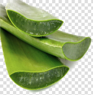 Aloe Vera Png Transparent Image   Natural Aloe Vera Gel  Png Download