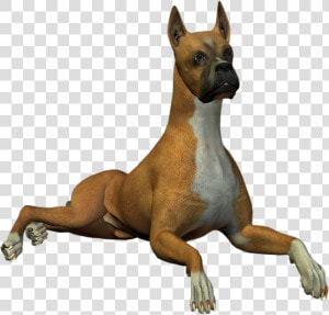 High Resolution Png Free   Dog Png High Resolution  Transparent Png