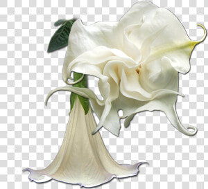 Angels Trumpets Png   Garden Roses  Transparent Png