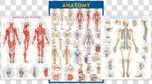 Anatomy And Physiology Posters   Poster  HD Png Download