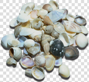 Small Indian Shell Mix  HD Png Download