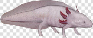 Wiki   Png Download   Axolotl Hd Transparent Bg  Png Download