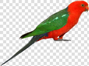 Parrot Png Clipart   King Parrot Png  Transparent Png