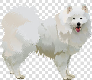 American Eskimo Vector  HD Png Download