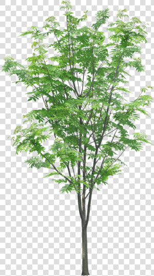 Transparent Tree Branches Png   Tree Branch Texture Png  Png Download