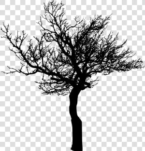 Tree silhouette   Transparent Background Tree Silhouette Png  Png Download