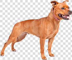 Perro Pitbull Png   American Bully Pitbull Terrier Bully Dog  Transparent Png