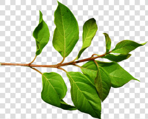 Branch Green Leaf   Leaves On A Branch  HD Png Download