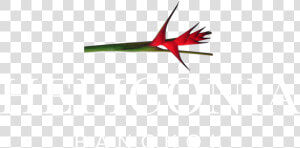 Heliconia Logo White   Heliconia  HD Png Download