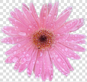 Barberton Daisy  HD Png Download