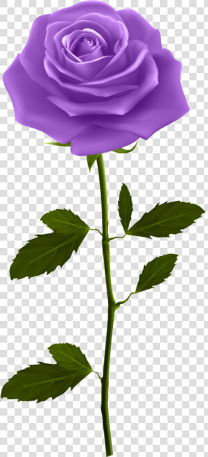 Purple Rose Png Roses Cartoon With Stem Clip Art   Purple Rose With Stem  Transparent Png