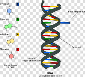 Dna Helix Png   Nitrogen Base On Dna  Transparent Png